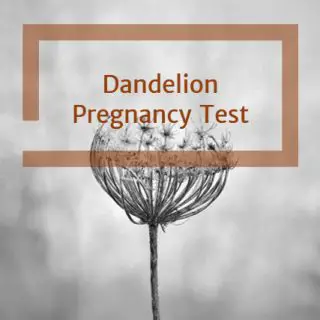 Dandelion Pregnancy Test