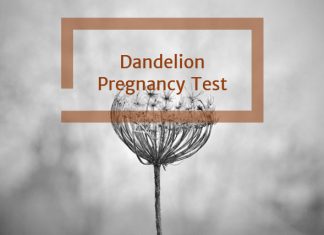 Dandelion Pregnancy Test