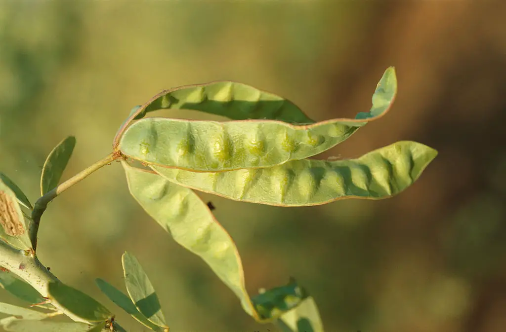 Acacia Pods For Abortion