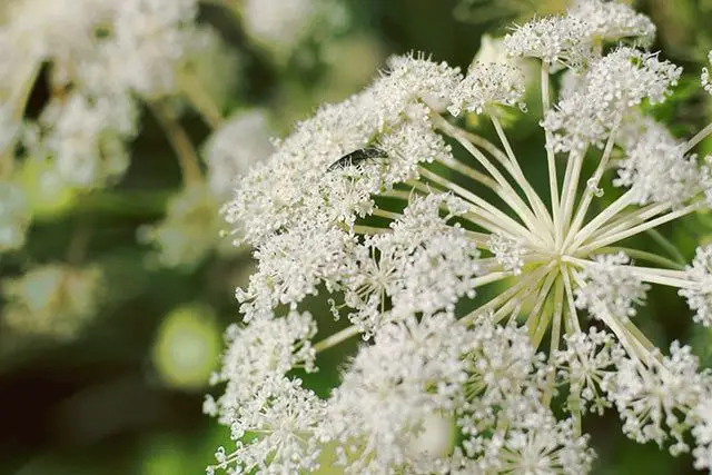 Angelica Herb : Boil in water and drink a cup 4 times a day