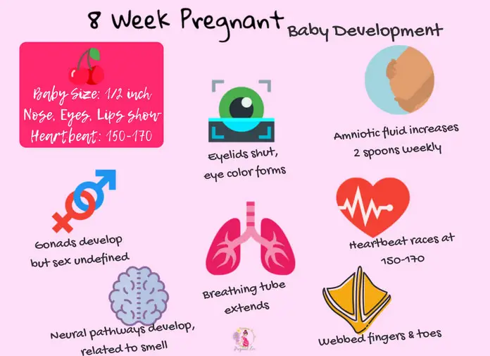 Baby's Development at 8 Weeks Pregnancy 