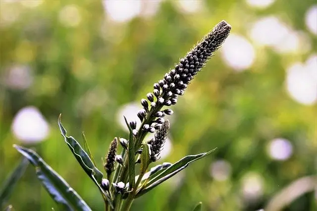 Black Cohosh is another natural remedy for abortion