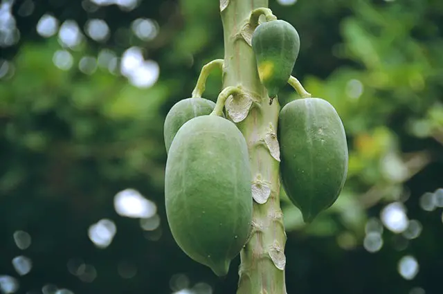 Green Papaya - Natural Abortion Method