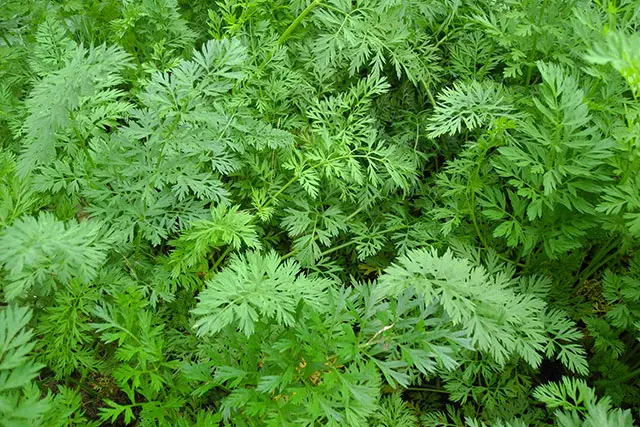 Mugwort leaves