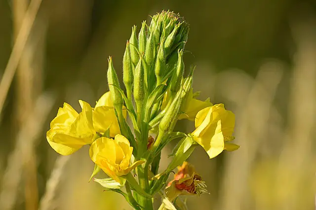 Evening Primrose