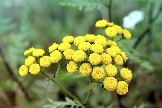 Abortion using Tansy