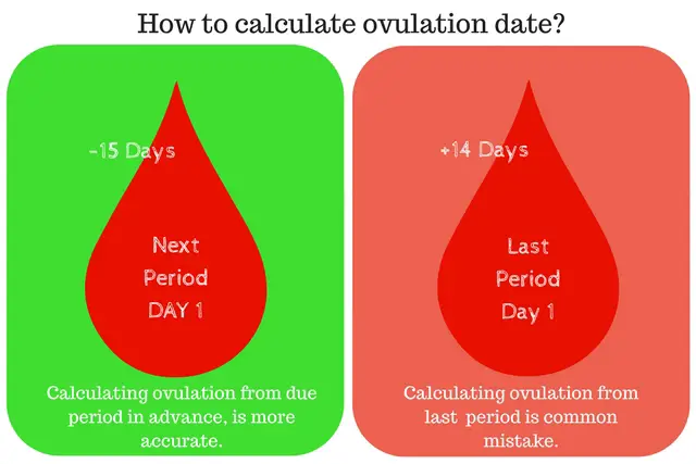 How to calculate ovulation date