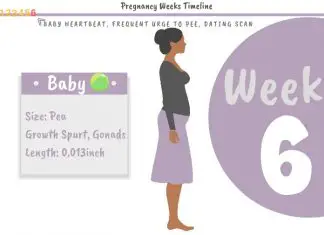 6 Weeks Pregnant Development