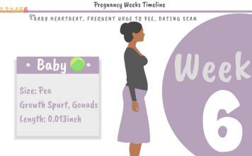 6 Weeks Pregnant Development