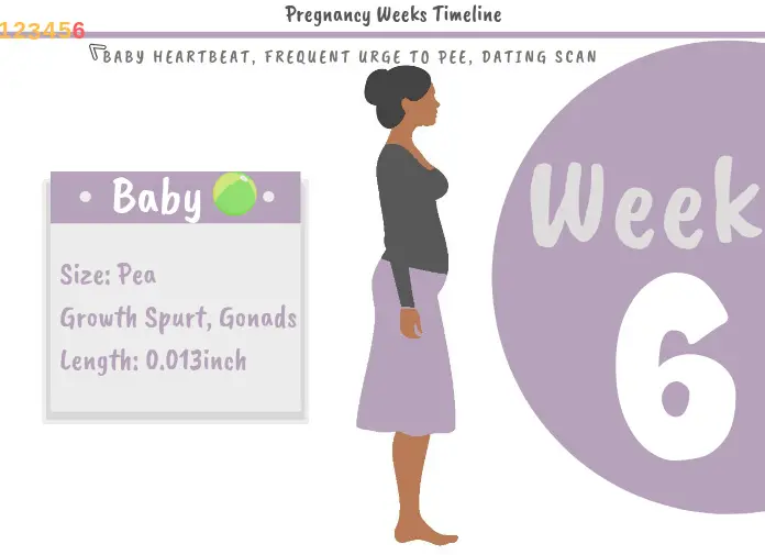 6 Weeks Pregnant (Pregnant Belly and 6 Week Ultrasound ...