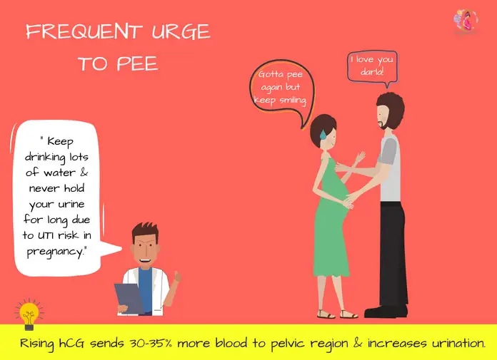 An urge to pee frequently at 6 weeks pregnancy