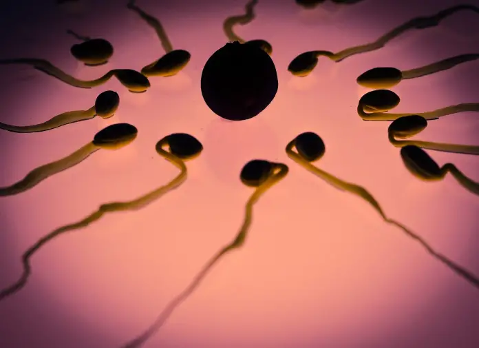 How long does sperm last?