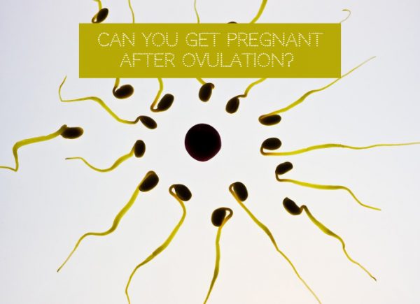 can you get pregnant after ovulation