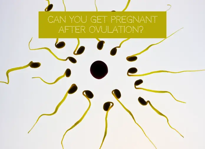 Can You Get Pregnant After Ovulation?