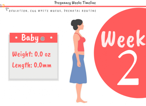 2 Weeks Pregnant Week By Week Pregnancy Guide 