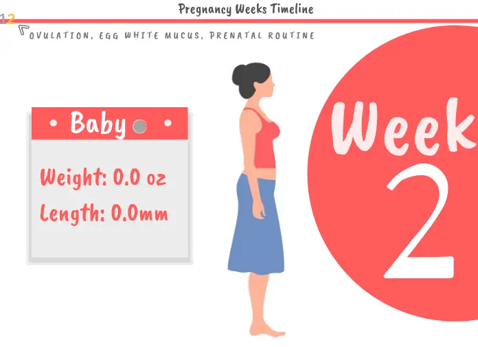 2 Weeks Pregnant