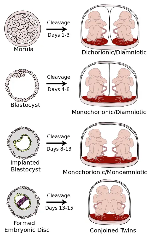 Placentation