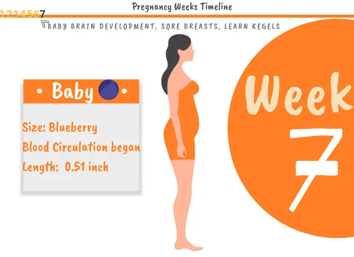 7 Weeks Pregnant