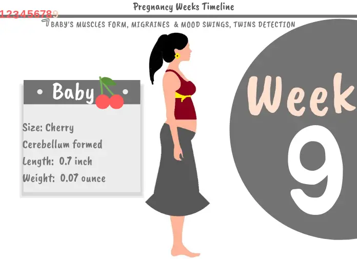 9 weeks pregnant means you're 2 months 1 week pregnant. The baby's size is that of a cherry, 0.85 inches and weighs nearly 0.15 oz!