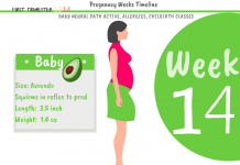 14 weeks pregnant: How Big Is The Baby At 14 Weeks