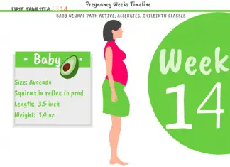 14 weeks pregnant: How Big Is The Baby At 14 Weeks