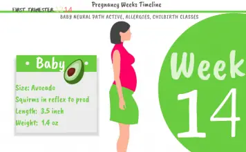 14 weeks pregnant: How Big Is The Baby At 14 Weeks