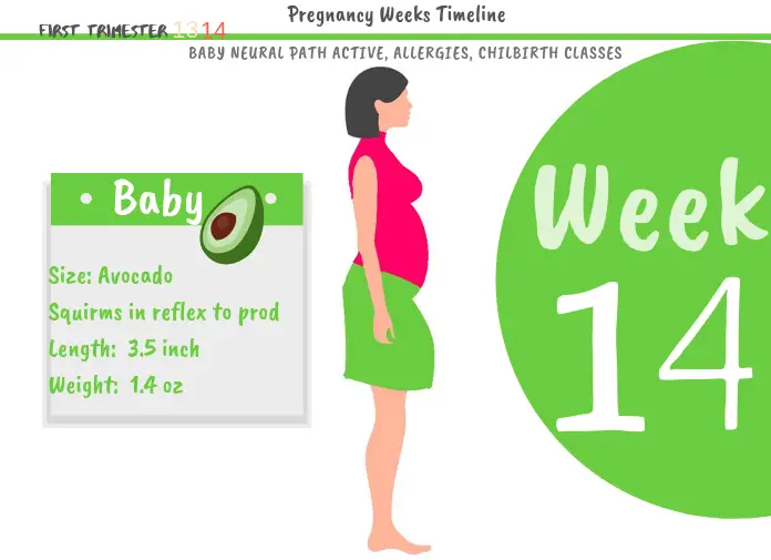 14 weeks pregnant: How Big Is The Baby At 14 Weeks