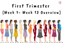 First Trimester [Week 1- Week 13 Overview]