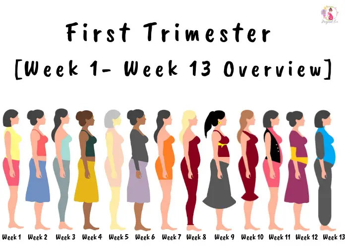 First Trimester [Week 1- Week 13 Overview]