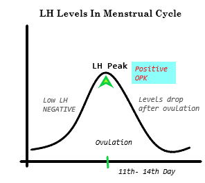 LH Levels In Menstrual Cycle