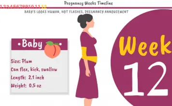 12 Weeks Pregnant: What To Expect?