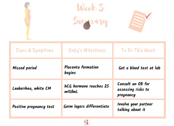 Week 5 pregnancy: First trimester