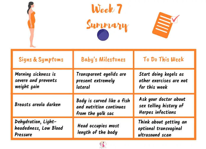 Week 7 pregnancy: First trimester
